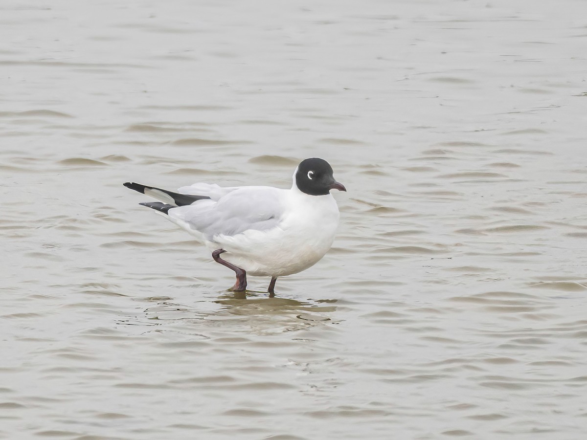 Andean Gull - ML645172203