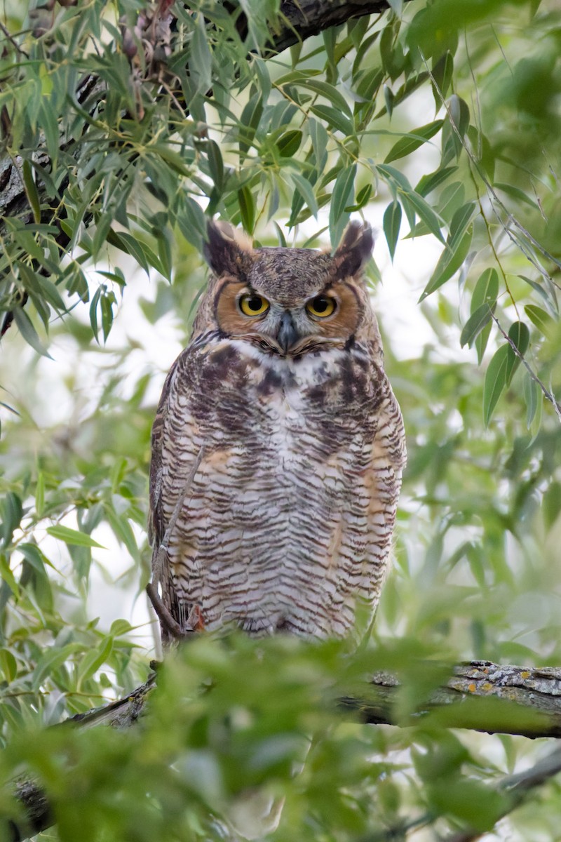 Great Horned Owl - ML645172204
