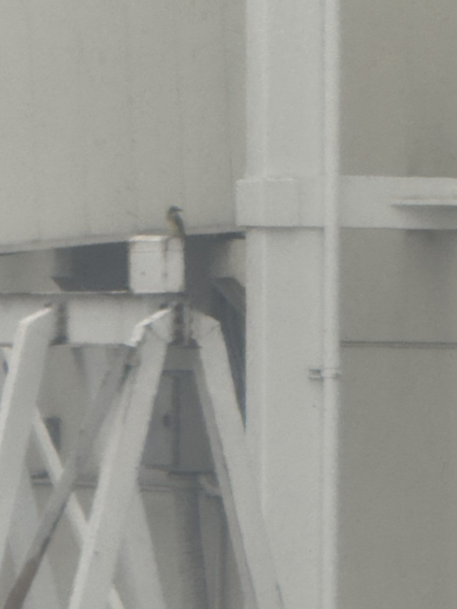 Tropical Kingbird - ML645172208