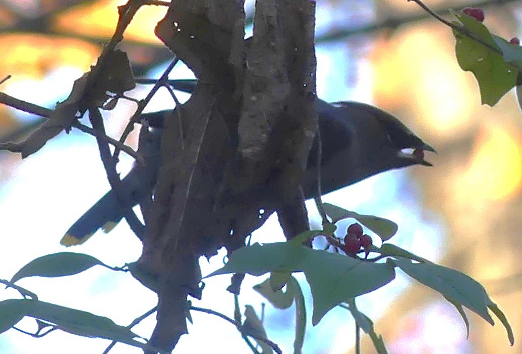 Cedar Waxwing - ML645172210