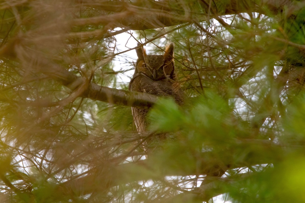 Great Horned Owl - ML645172215