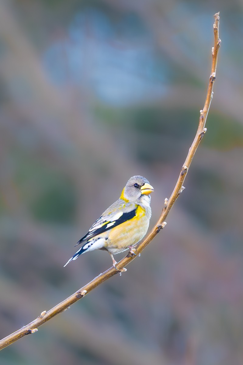 Evening Grosbeak - ML645172217