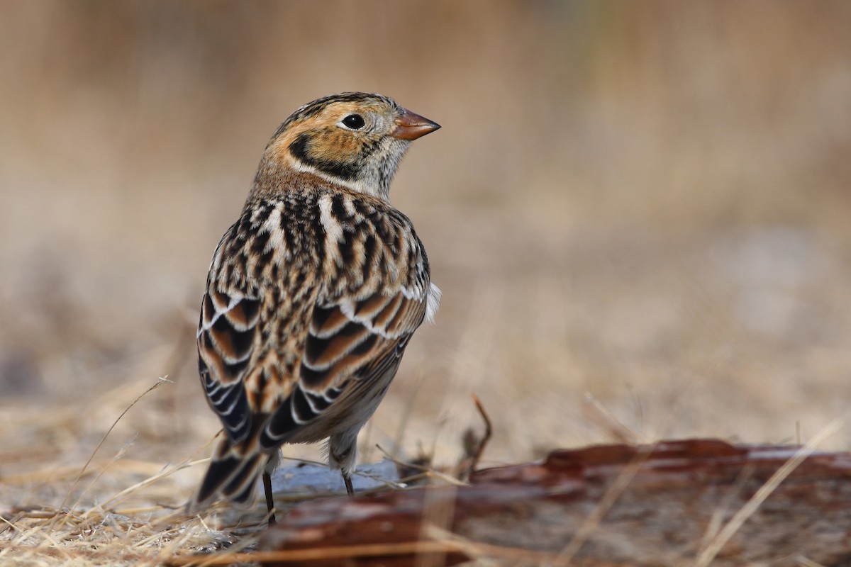 Подорожник лапландський - ML645172248