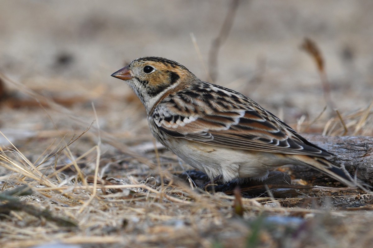 Подорожник лапландський - ML645172249