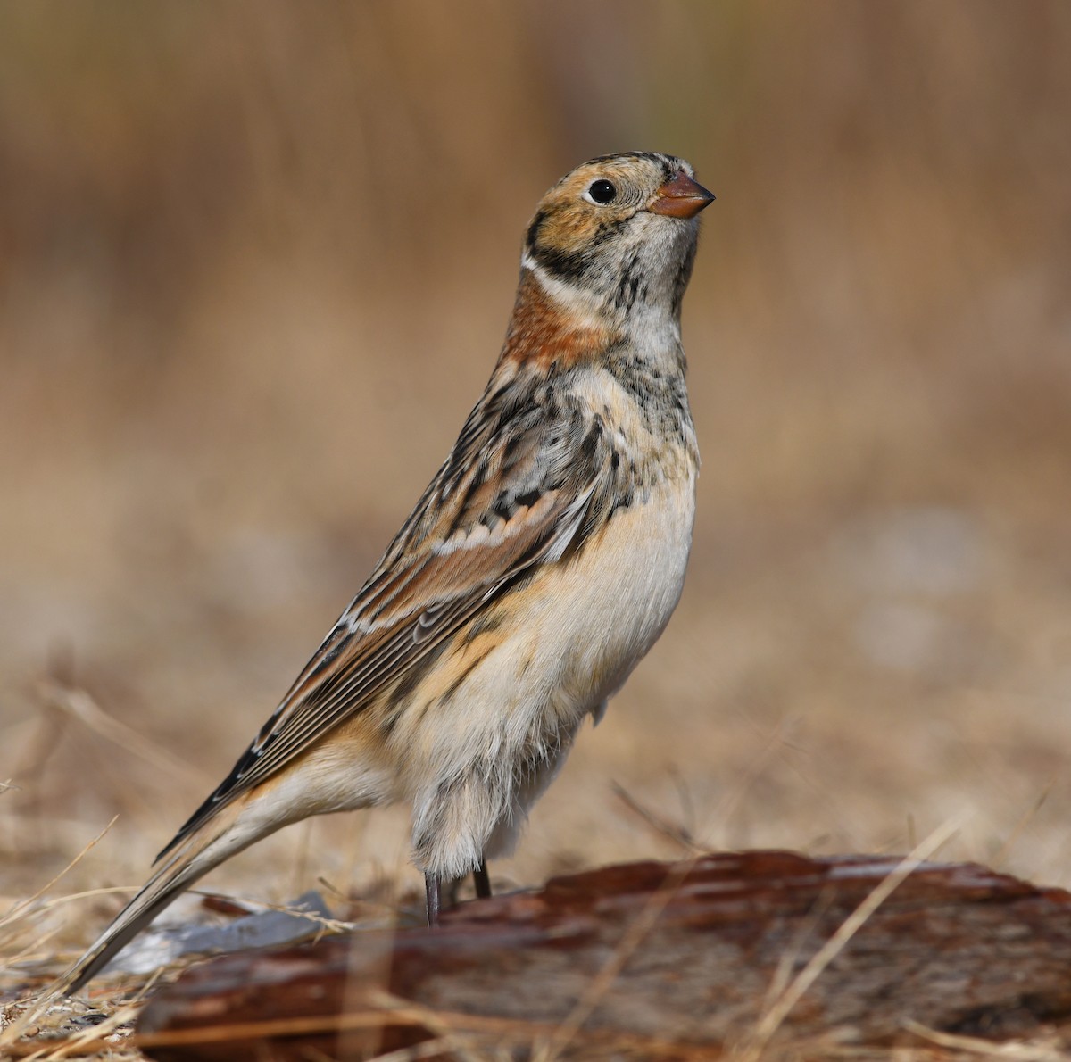Подорожник лапландський - ML645172252