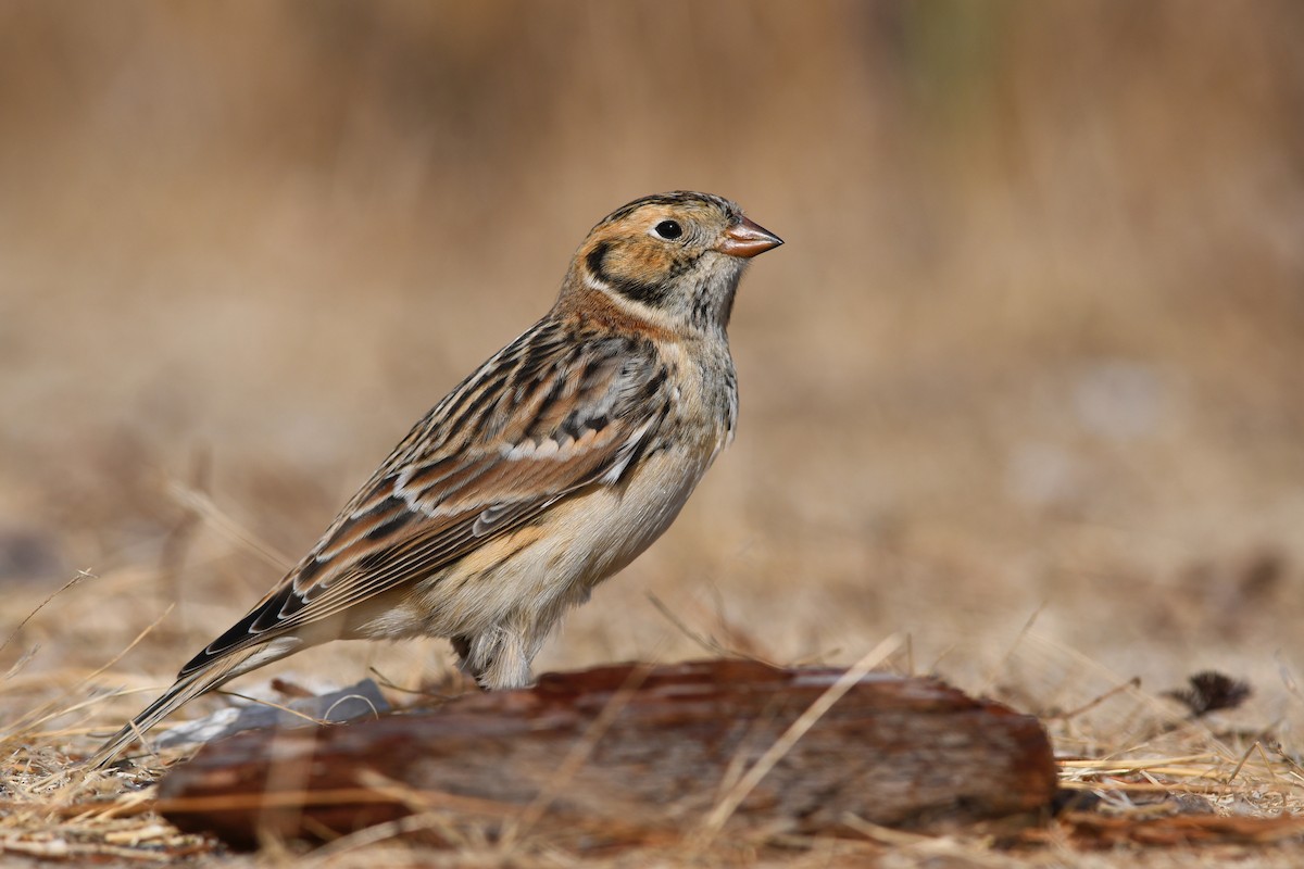 Подорожник лапландський - ML645172253