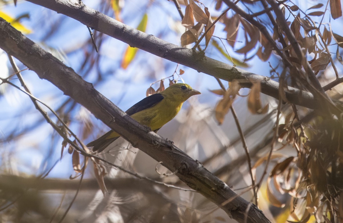 Scarlet Tanager - ML645172256