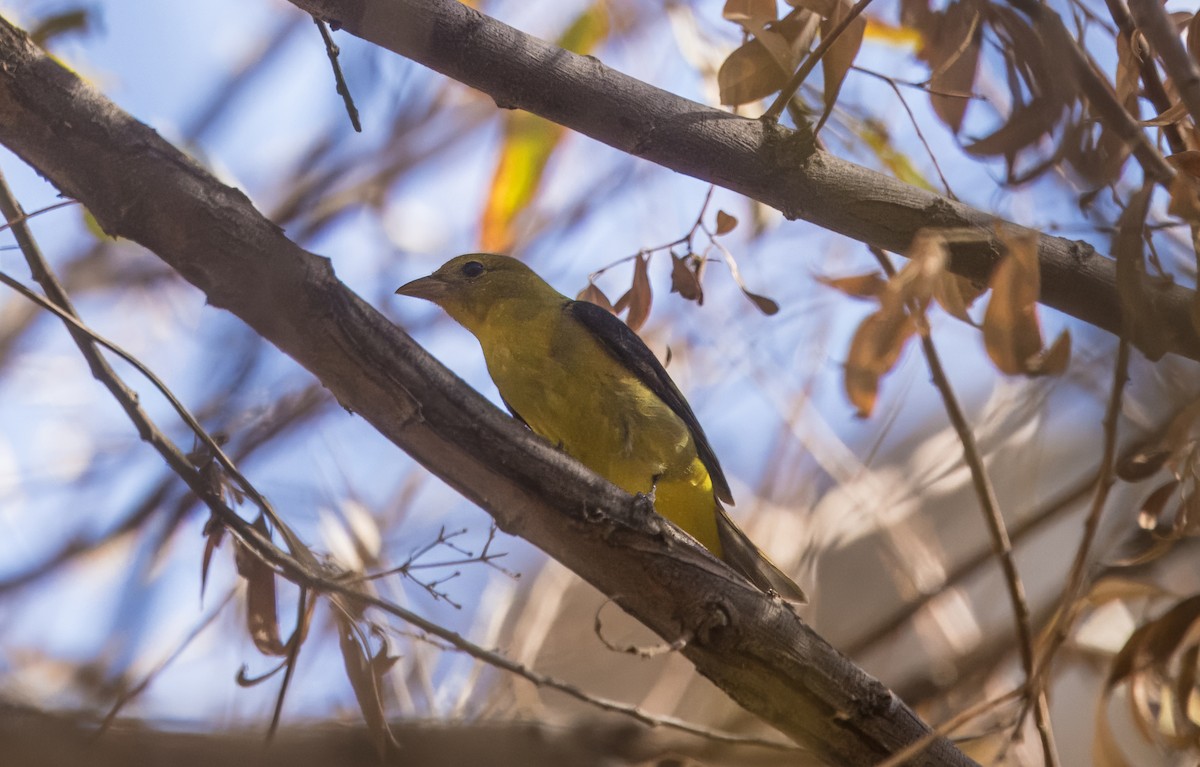 Scarlet Tanager - ML645172267