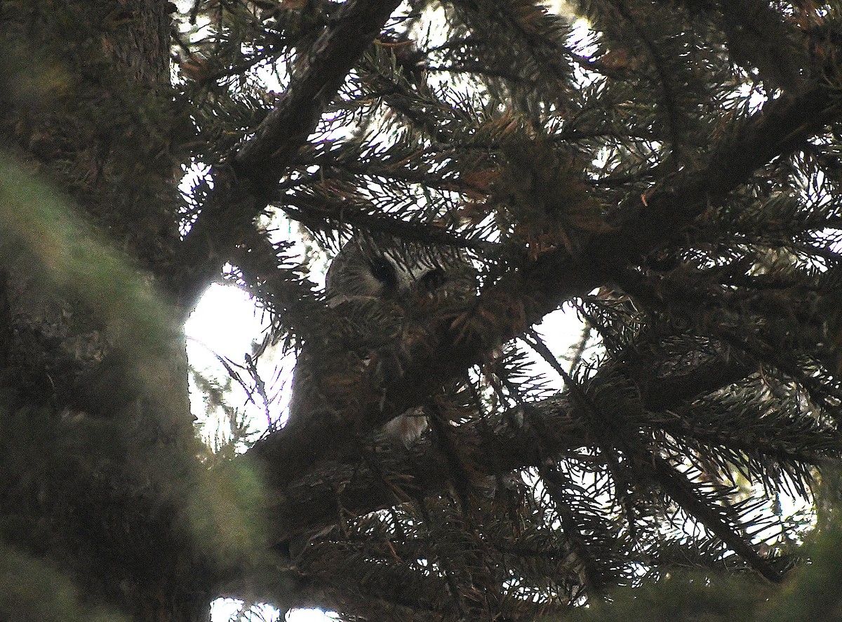 Northern Saw-whet Owl - ML645172274