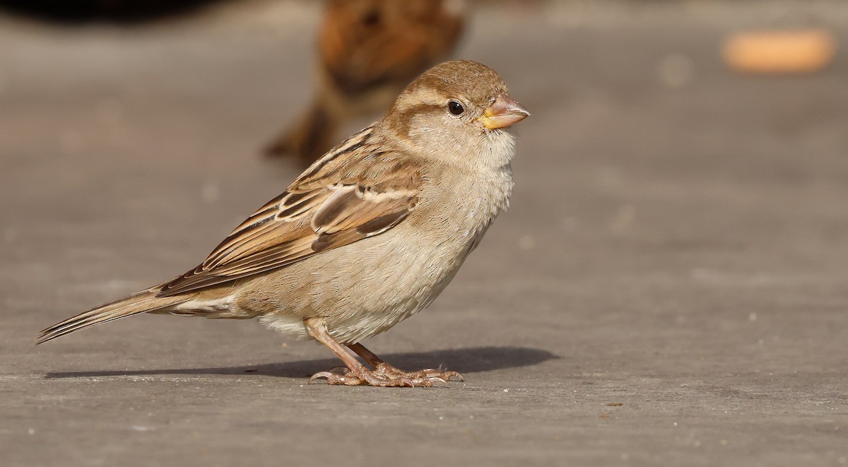 דרור הבית - ML645172277
