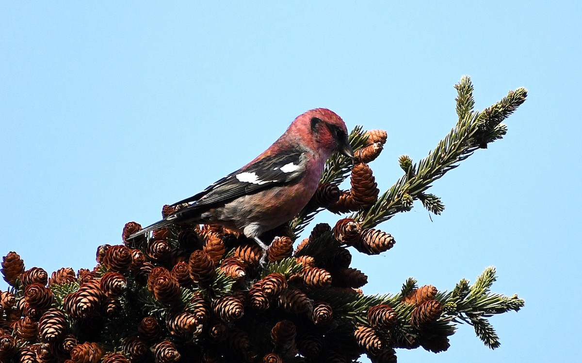 båndkorsnebb - ML645172291