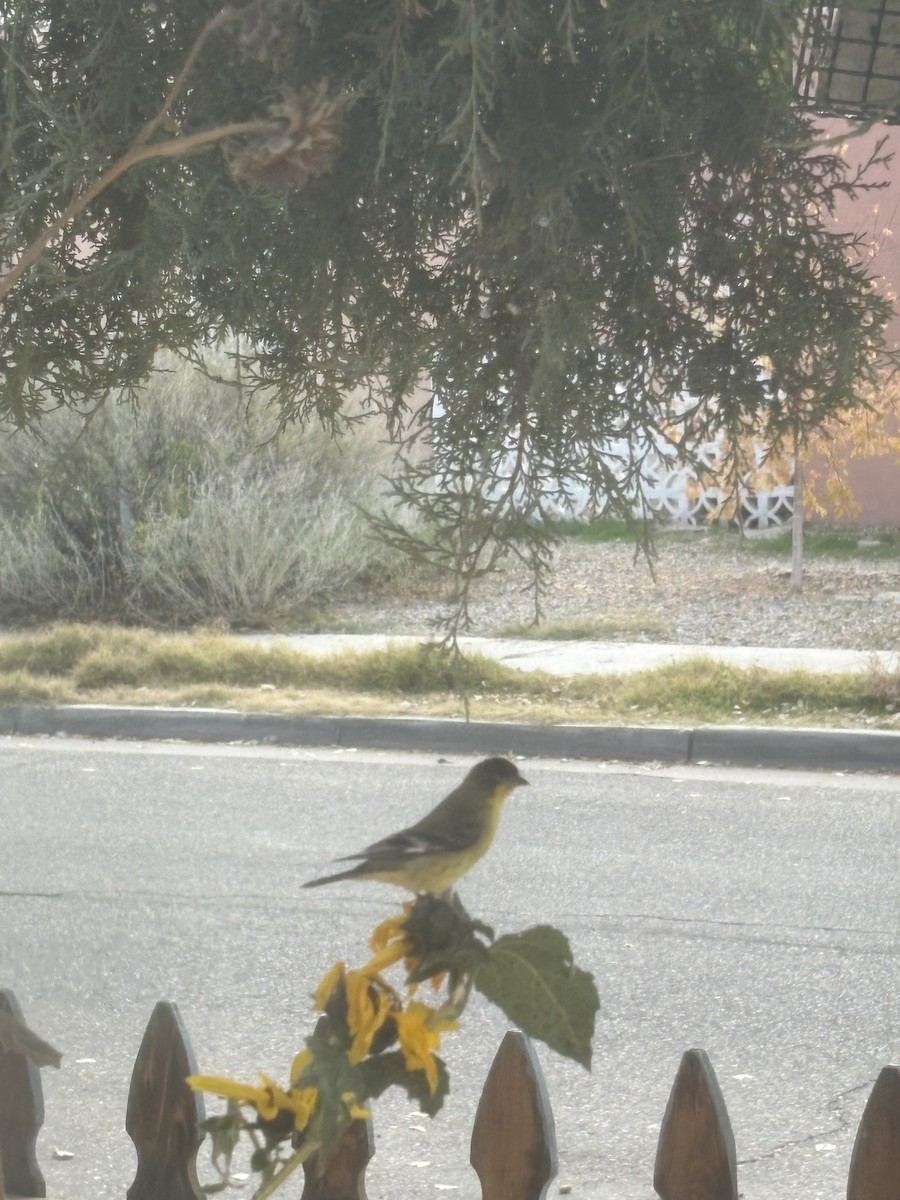 Lesser Goldfinch - ML645172304