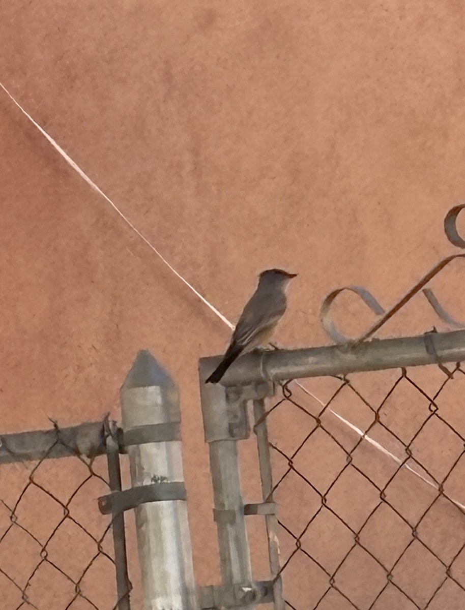 Say's Phoebe - ML645172310