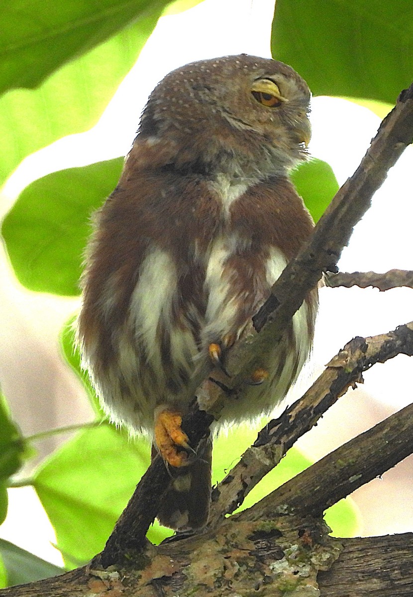 Kleinstzwergkauz - ML645172322