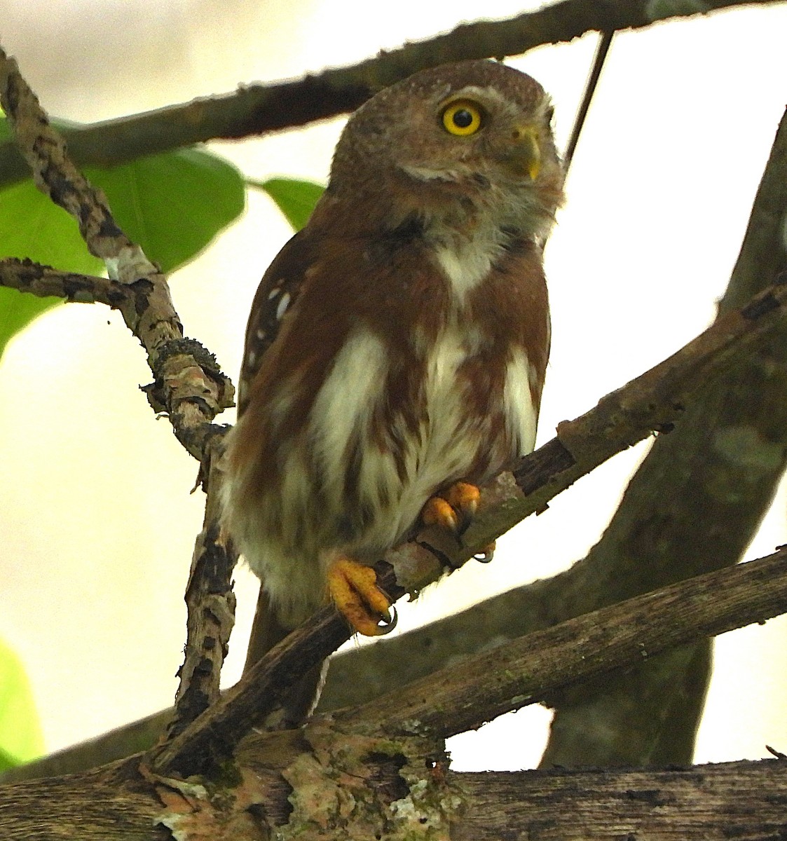 Kleinstzwergkauz - ML645172323