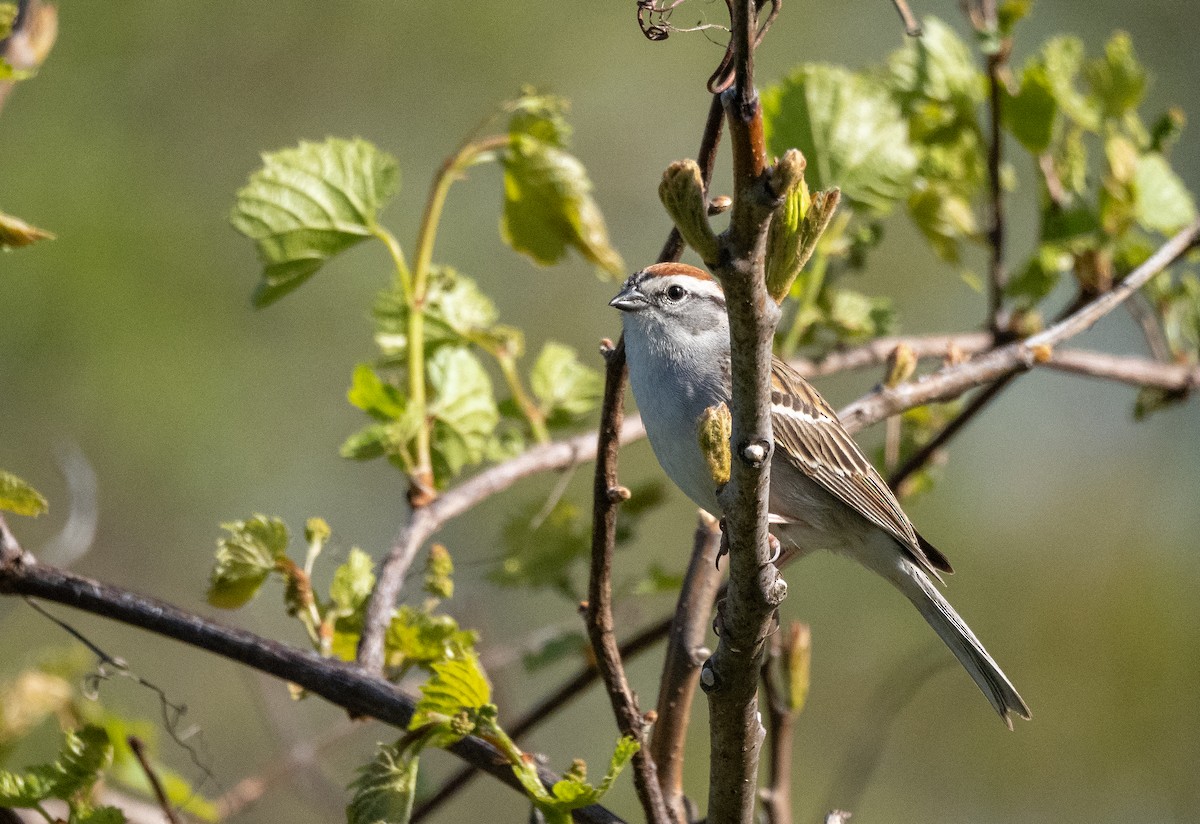 Chipping Sparrow - ML645172338