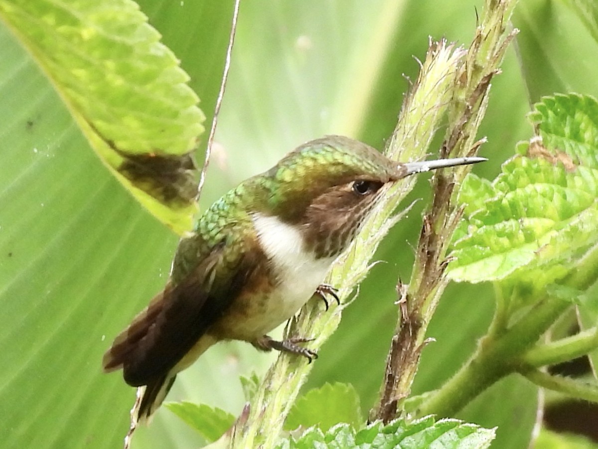Volcano Hummingbird - ML645172339