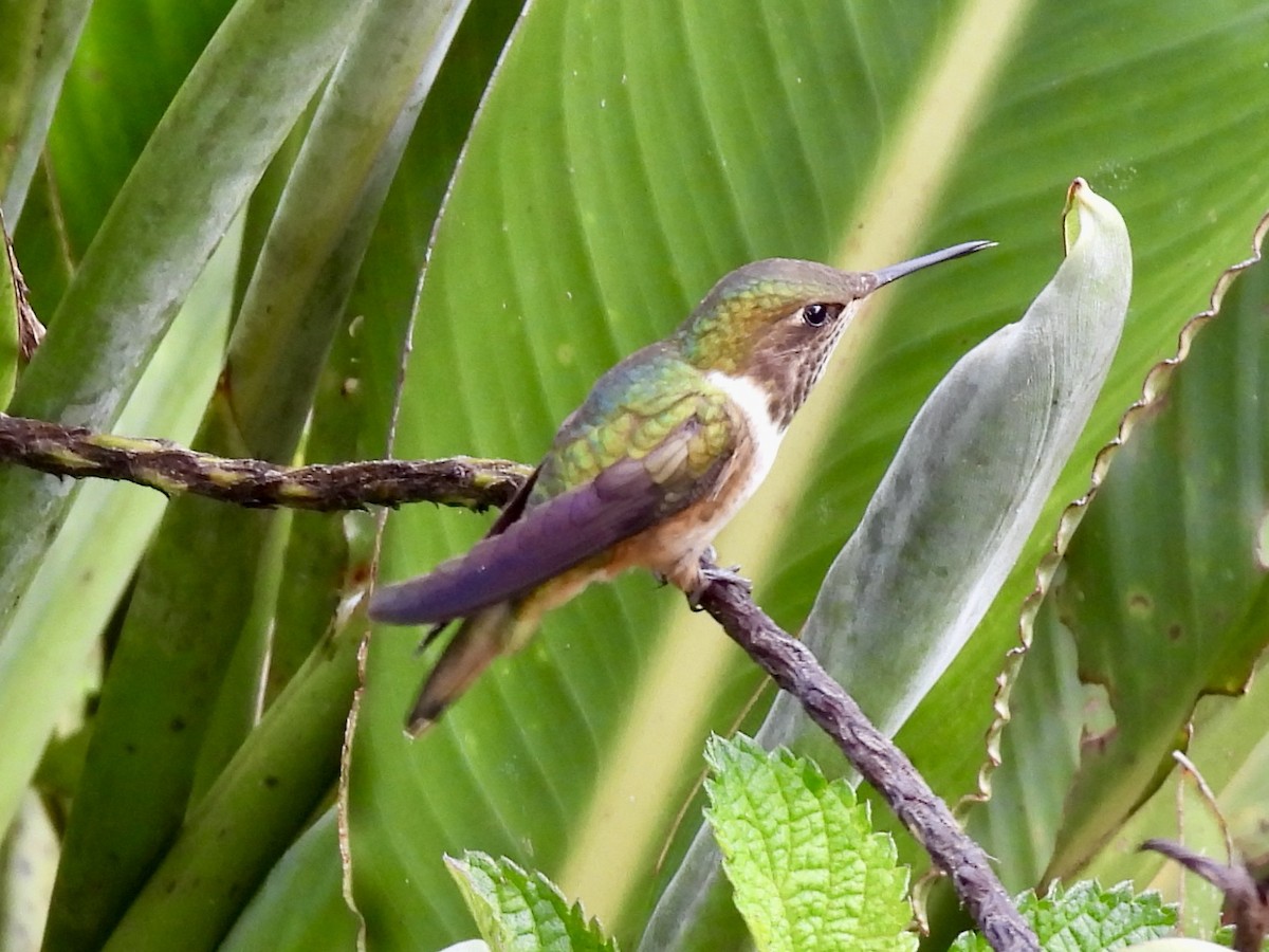Volcano Hummingbird - ML645172340
