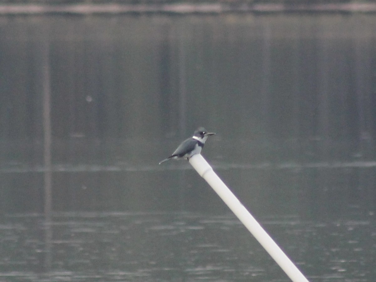 Belted Kingfisher - ML645172348