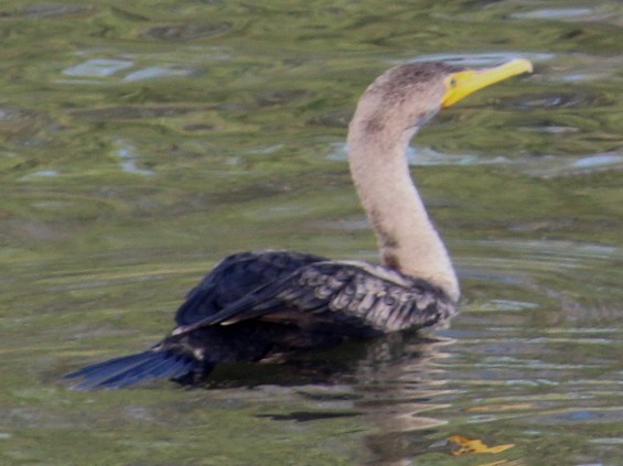 totoppskarv - ML645172376