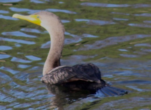 totoppskarv - ML645172377