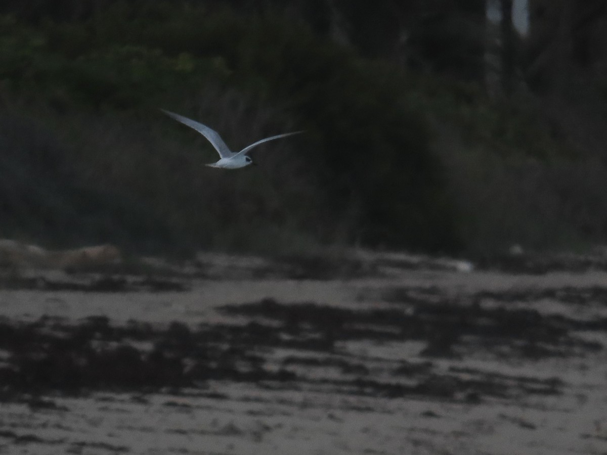 Forster's Tern - ML645172388