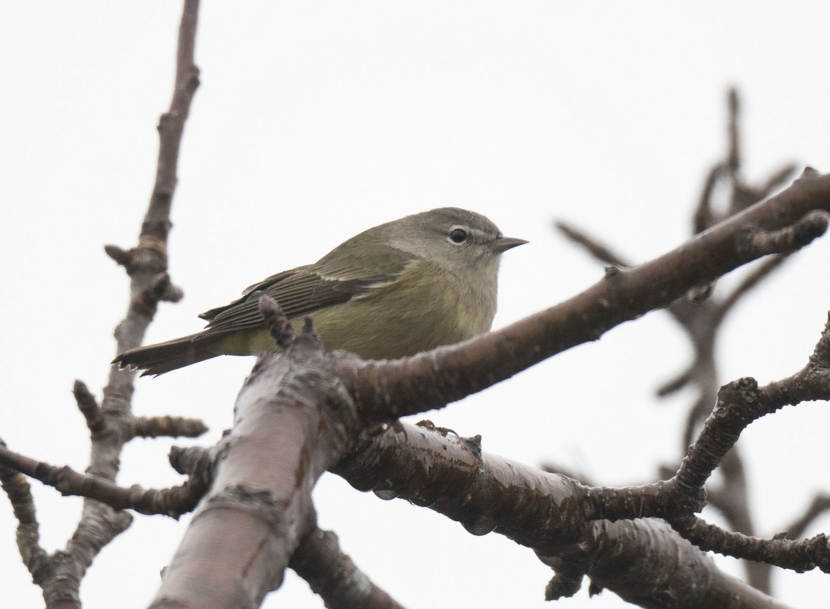 Orange-crowned Warbler - ML645172417
