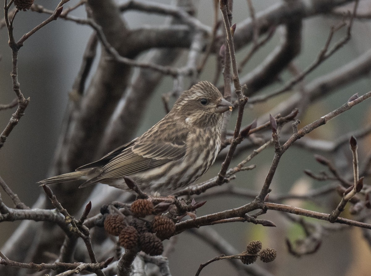 Purple Finch - ML645172419