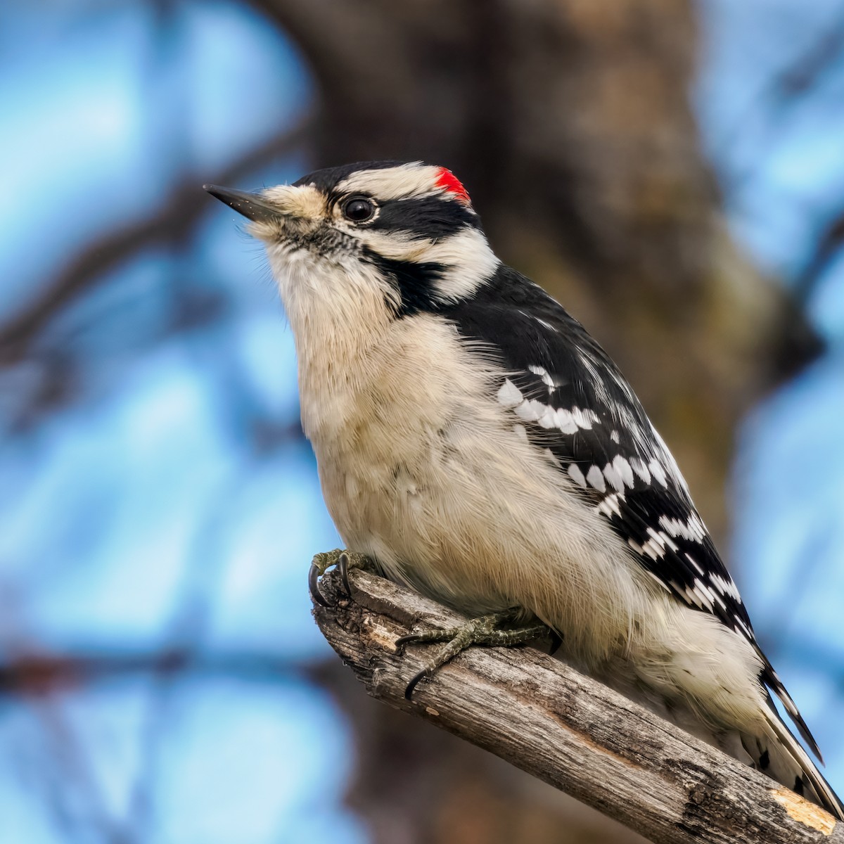 Downy Woodpecker - ML645172426