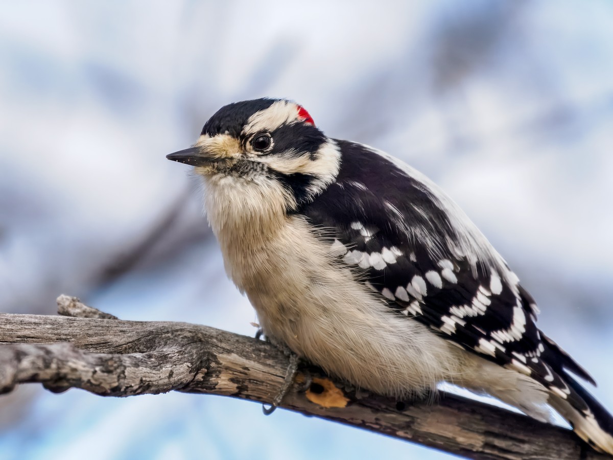 Downy Woodpecker - ML645172427