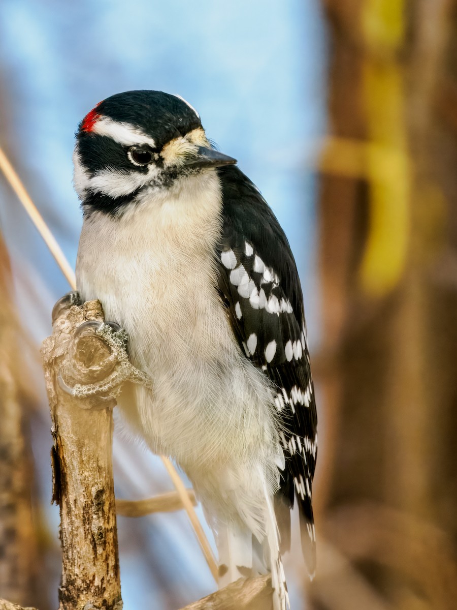 Downy Woodpecker - ML645172428