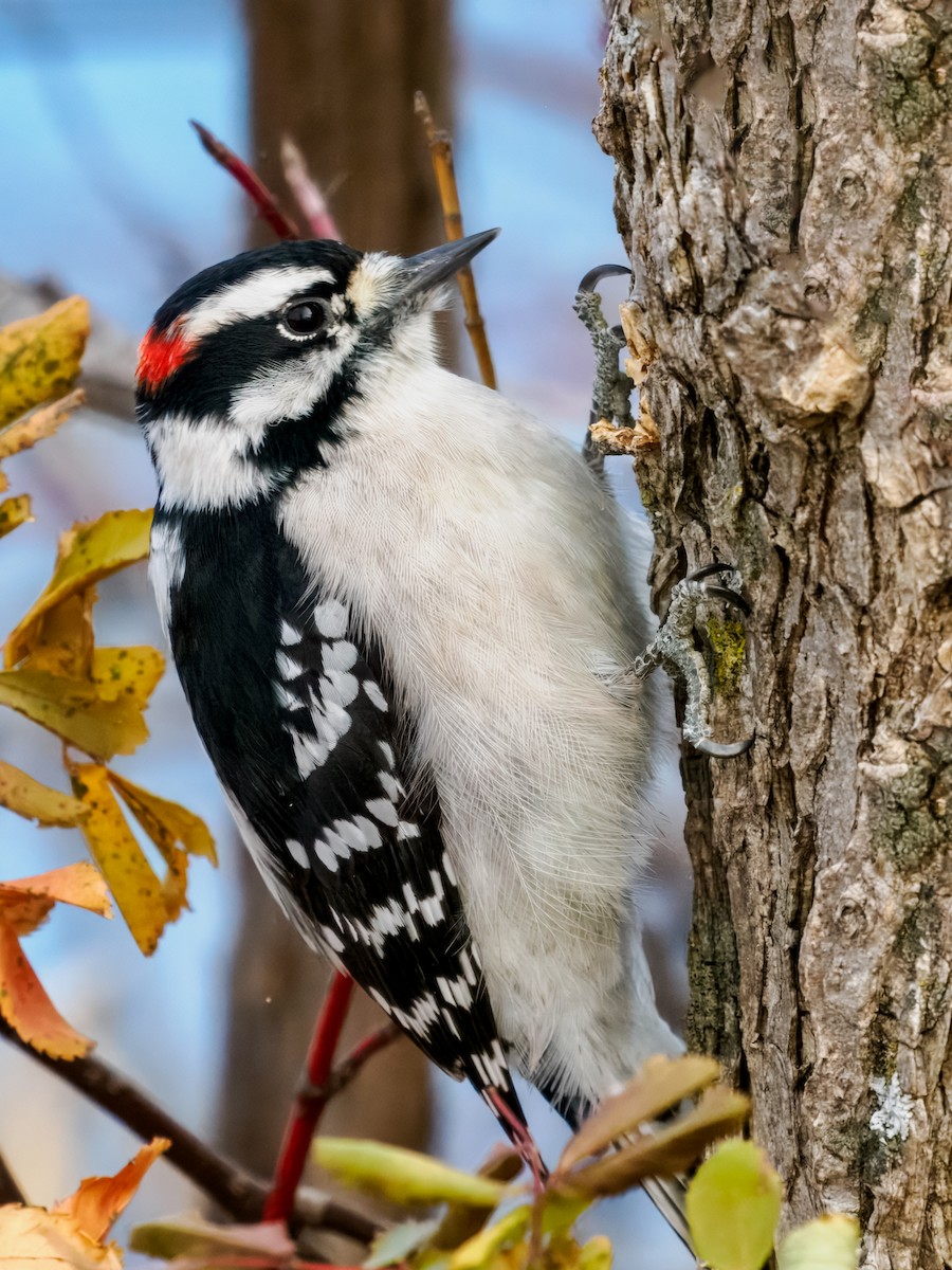 Downy Woodpecker - ML645172429