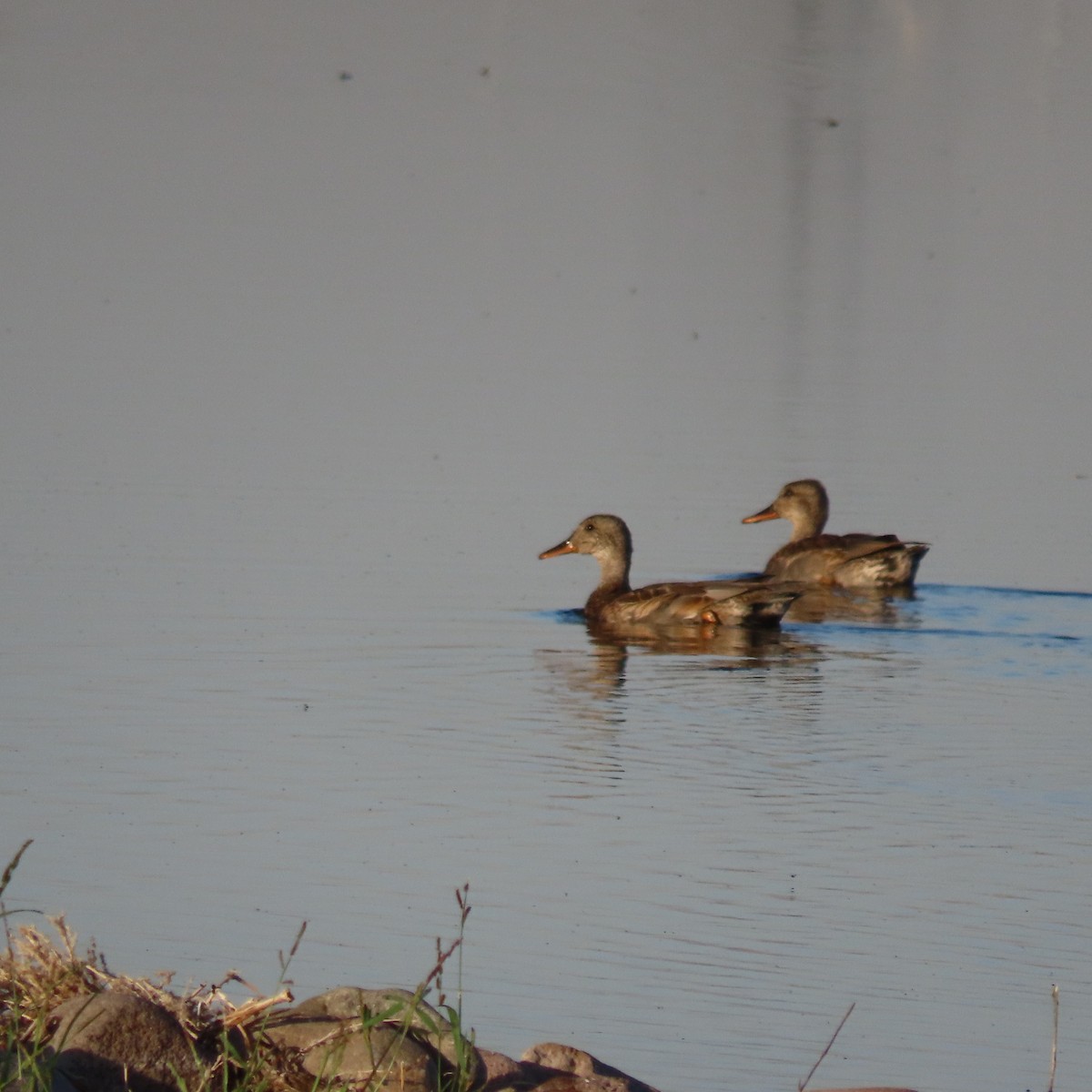 Ánade Friso - ML645172449