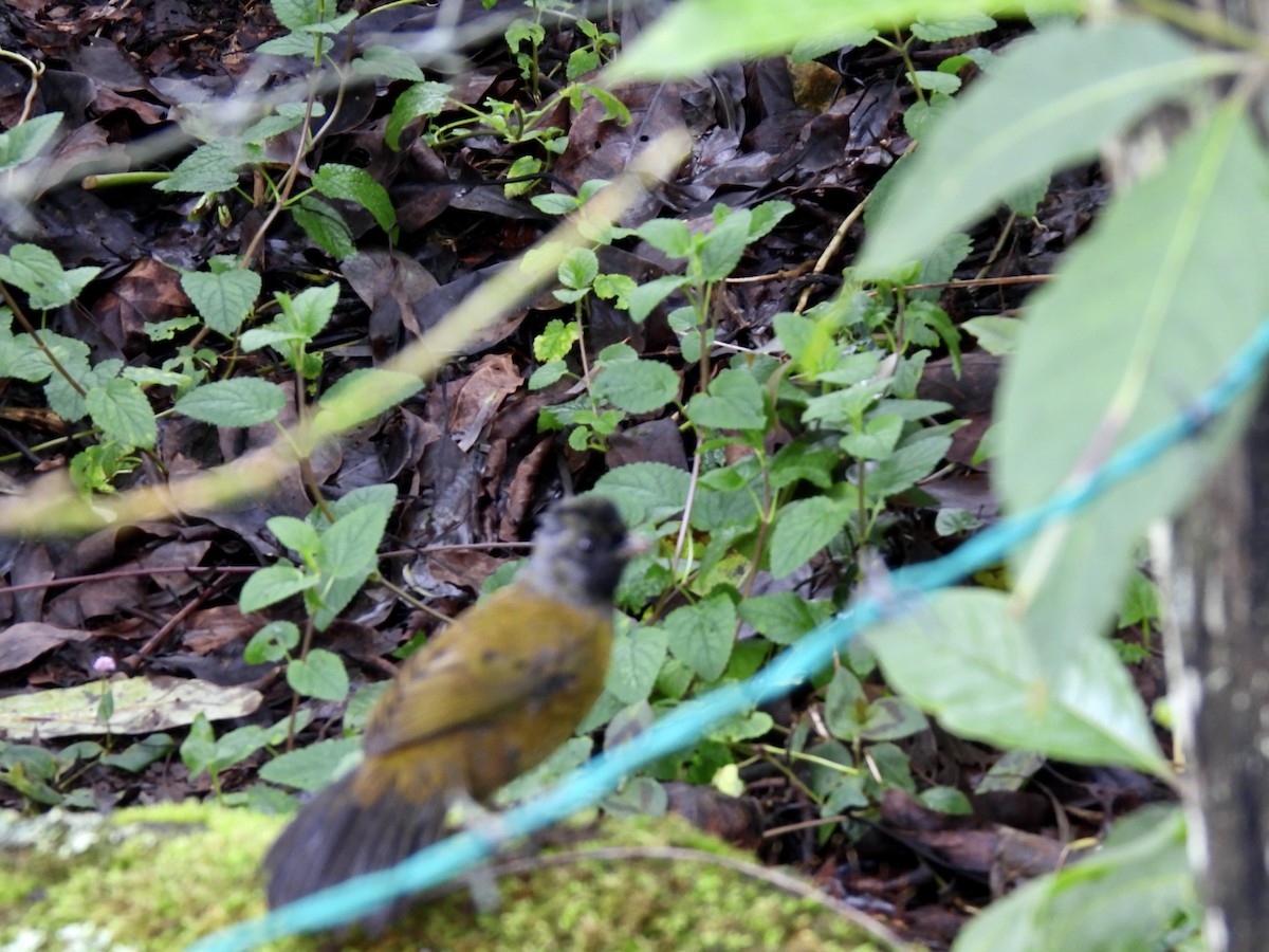 Large-footed Finch - ML645172456