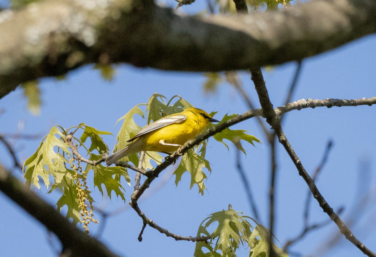 Blue-winged Warbler - ML645172464