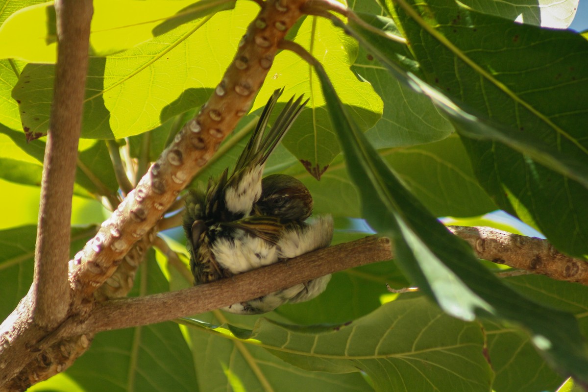 דרור הבית - ML645172478