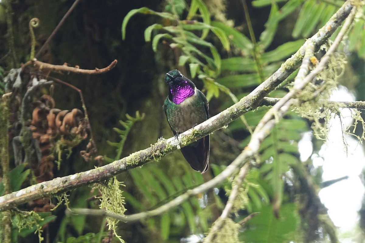 Ametist Kolyeli Günmeleği - ML645172494