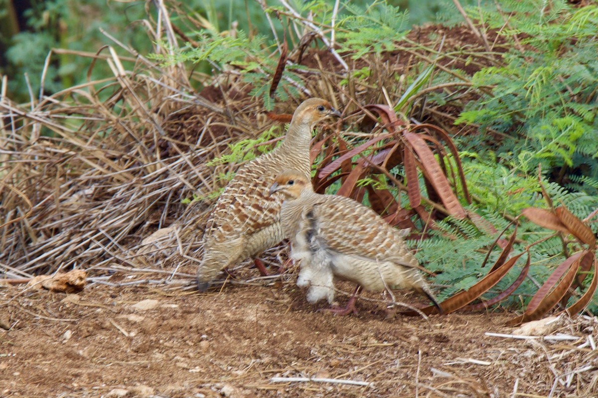 Gray Francolin - ML645172496