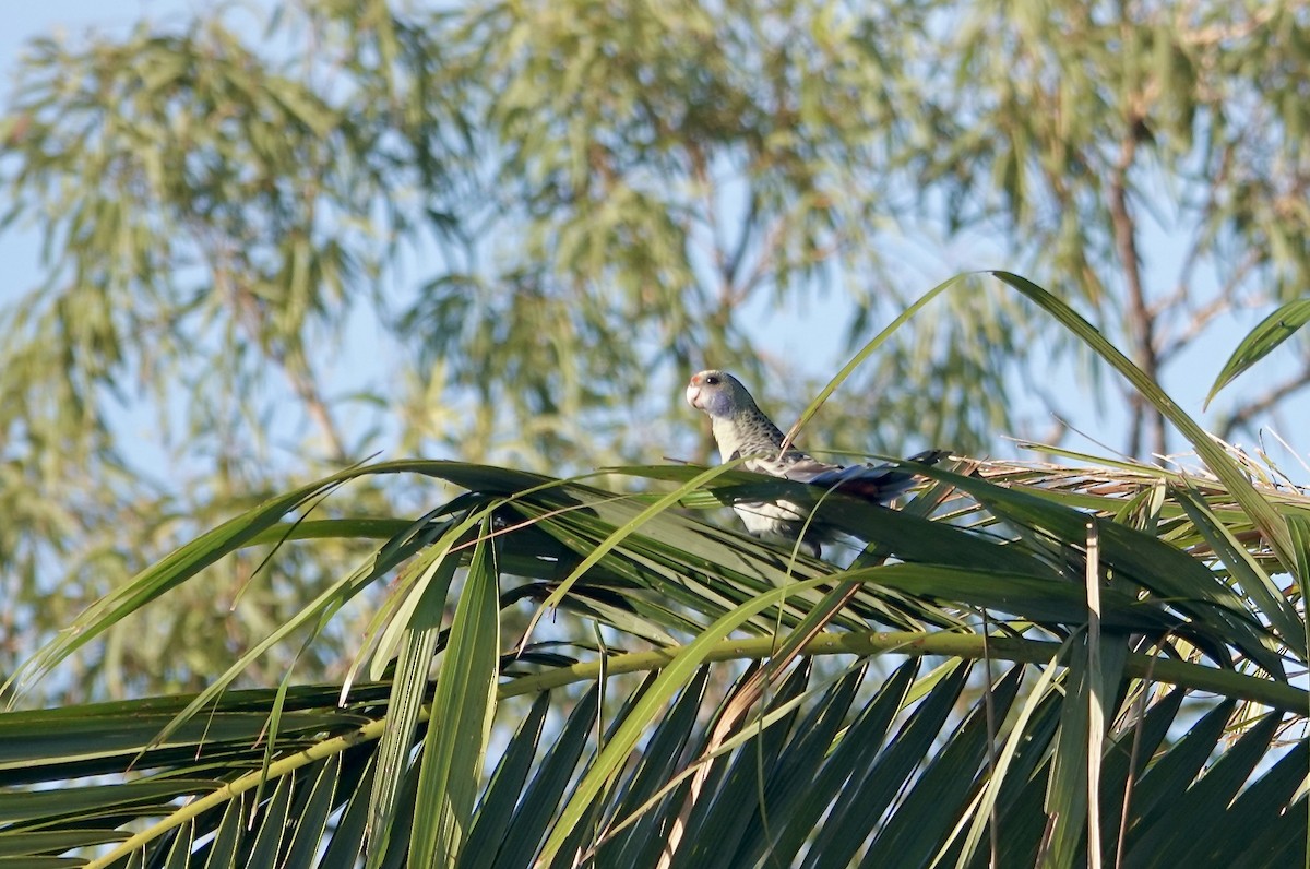 Pale-headed Rosella - ML645172500