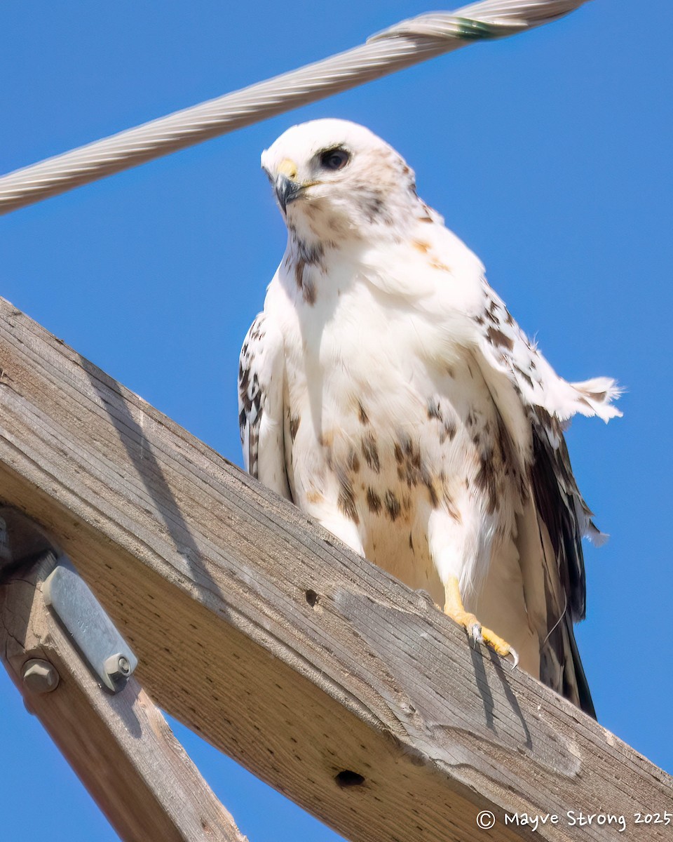 Red-tailed Hawk - ML645172517