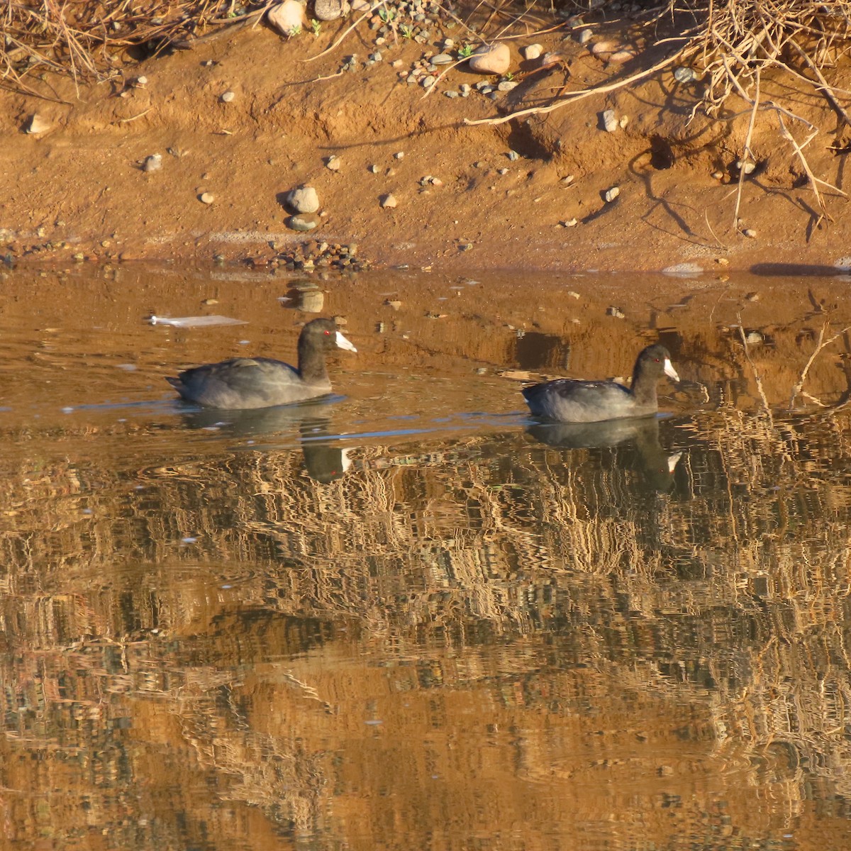 Лиска американська - ML645172521