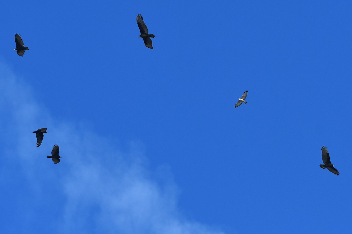 Broad-winged Hawk - ML645172545