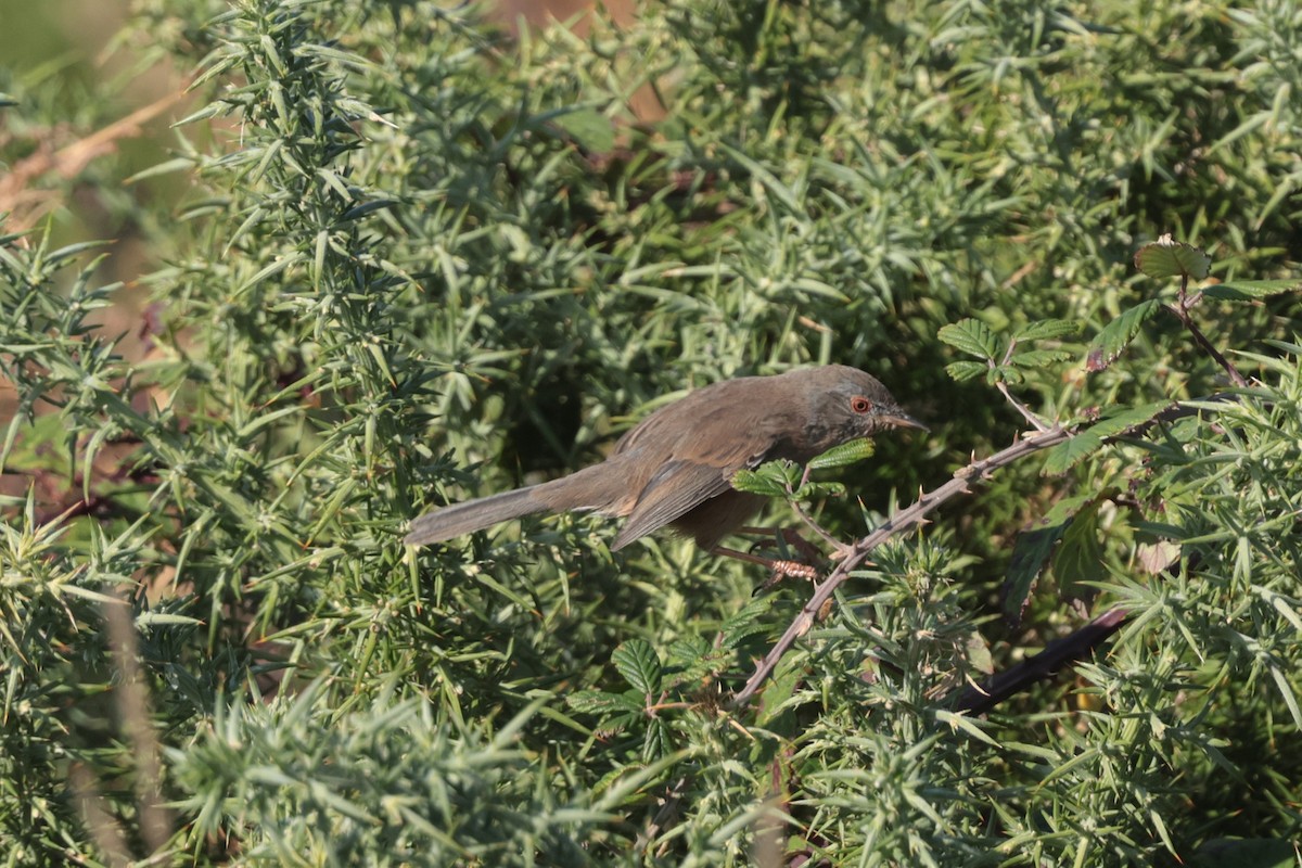 Etze-txinboa - ML645172562