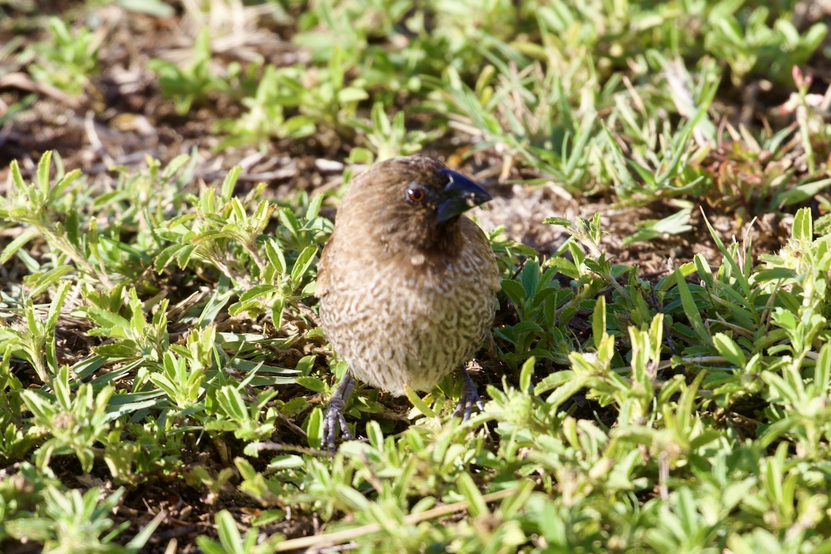Scaly-breasted Munia - ML645172564