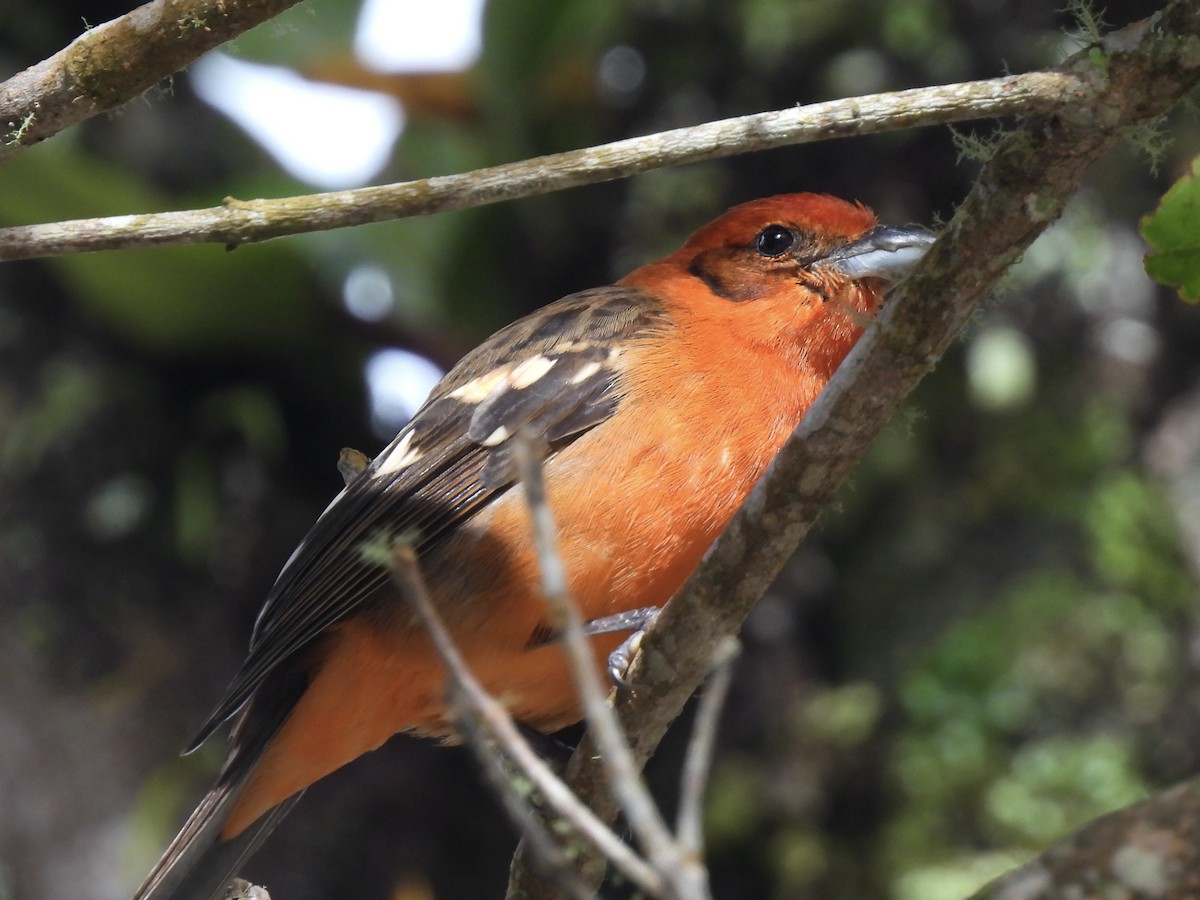 Flame-colored Tanager - ML645172567