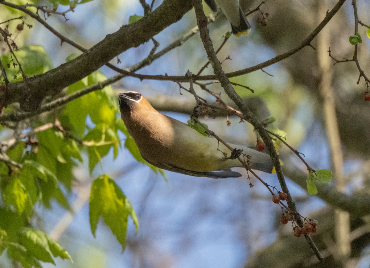 Cedar Waxwing - ML645172574