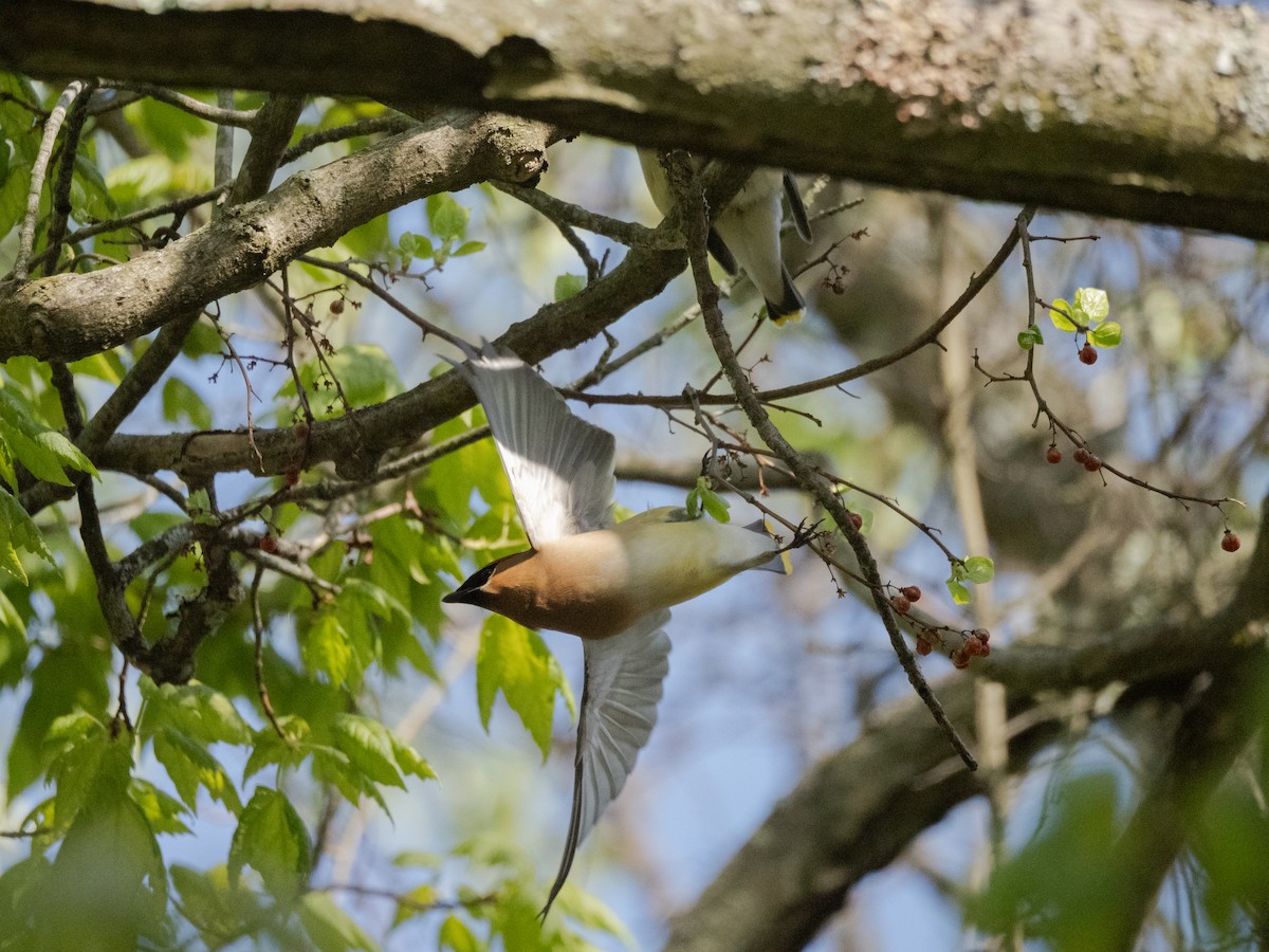 Cedar Waxwing - ML645172575