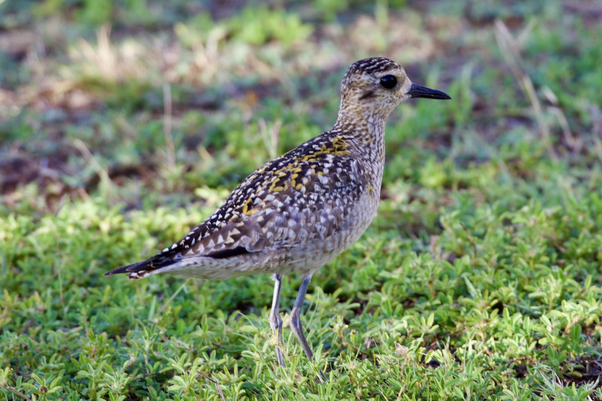 Pacific Golden-Plover - ML645172587