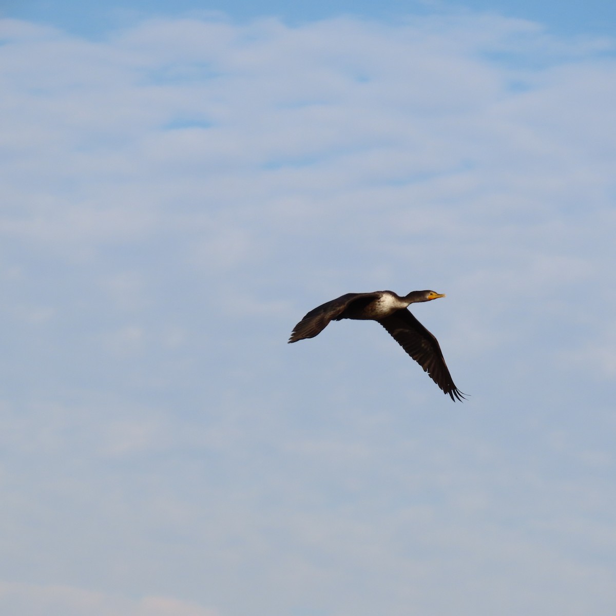 totoppskarv - ML645172588