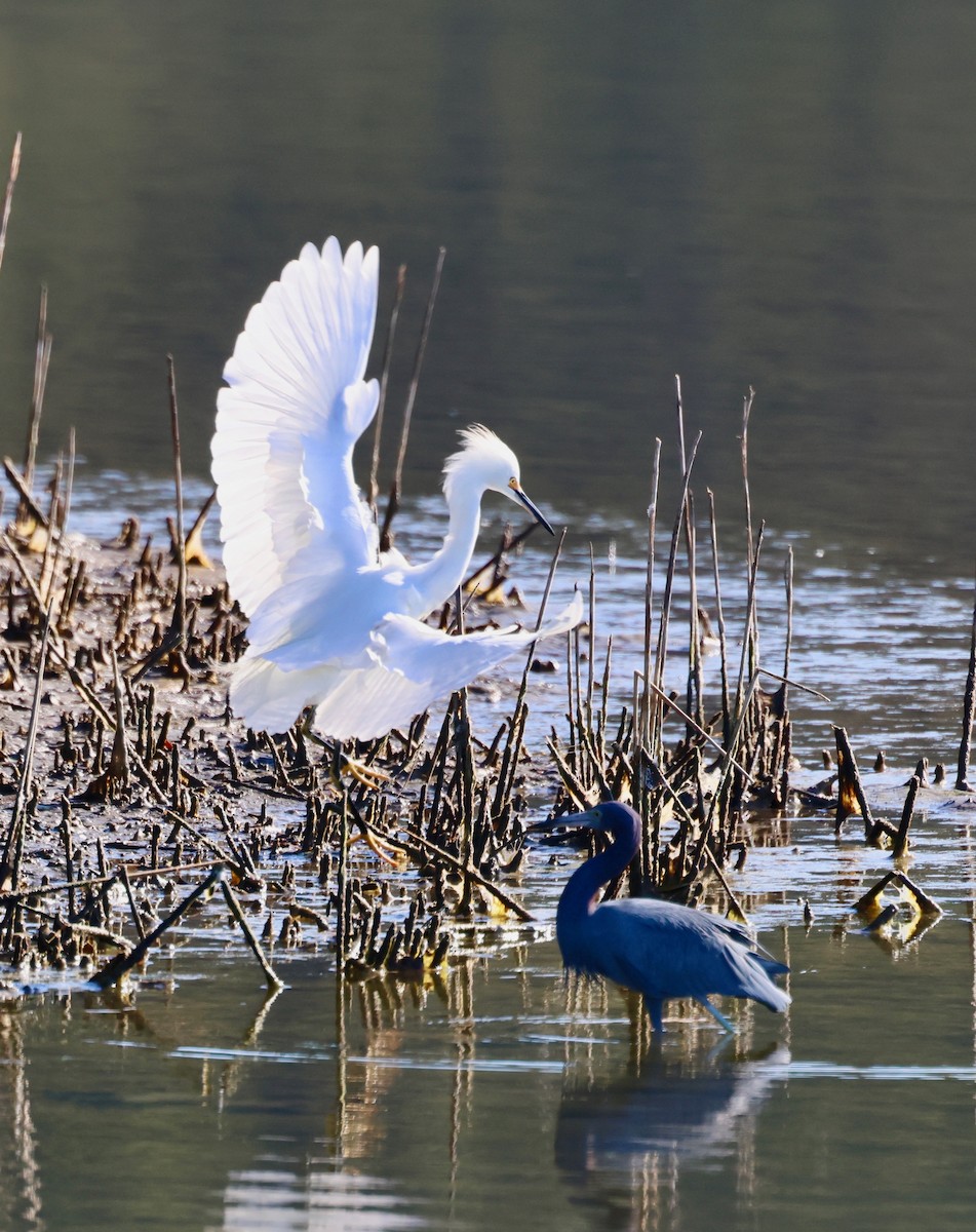 Snowy Egret - ML645172590